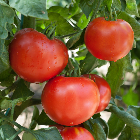 Tomate Frontenac Solanum lycopersicum