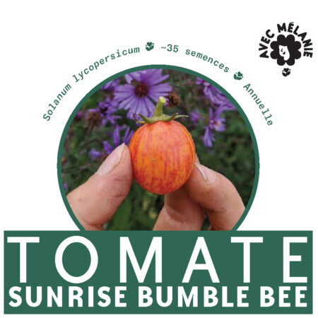 TOMATE-SUNRISE-BUMBLE-BEE-close-up