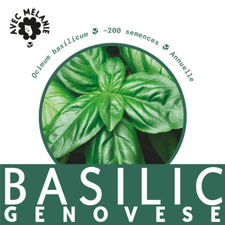 basilic-genevese-terre-promise-avec-melanie-semences