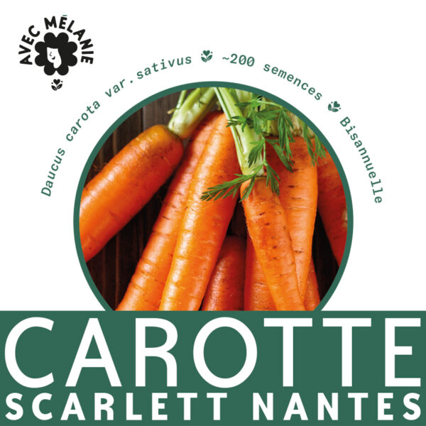 carotte-scarlett-nantes-terre-promise-avec-melanie-semences