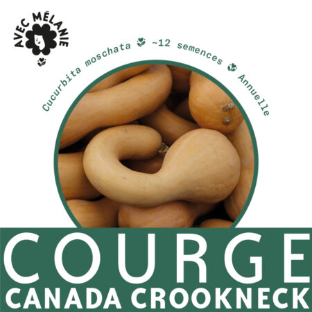 courge-canada-crookneck-terre-promise-avec-melanie-semences