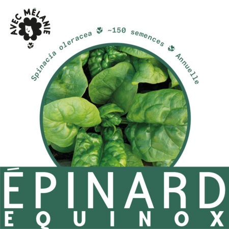 epinard-equinox-terre-promise-avec-melanie-semences