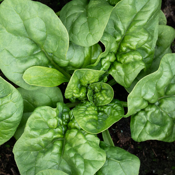 Spinach,Plants,Almost,Ready,To,Harvest,,Top,View.,Known,As