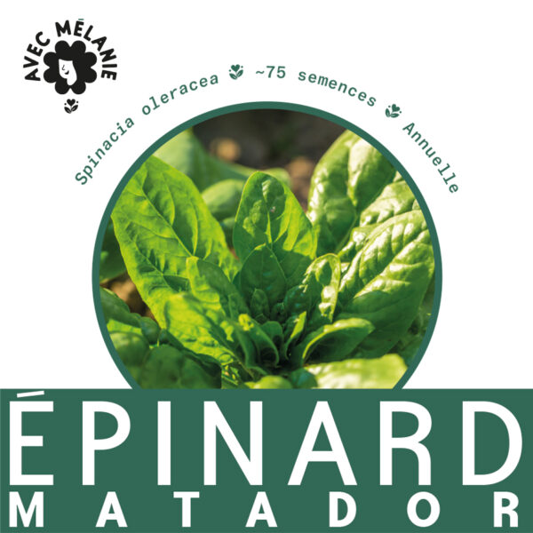 epinard-matador-terre-promise-avec-melanie-semences