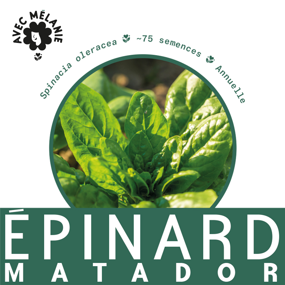 Graines épinard Matador - Sachet 250 Graines - Spinacia Oleracea, Variété Tardive à Feuilles Larges
