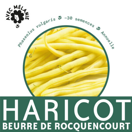 haricot-beurre-de-rocquencourt-terre-promise-avec-melanie-semences