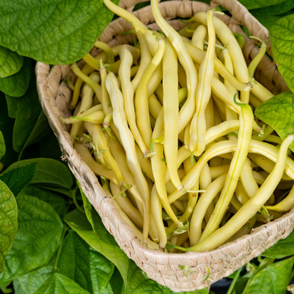 New,Harvest,Of,Organic,Yellow,Long,Wax,Beans,Close,Up