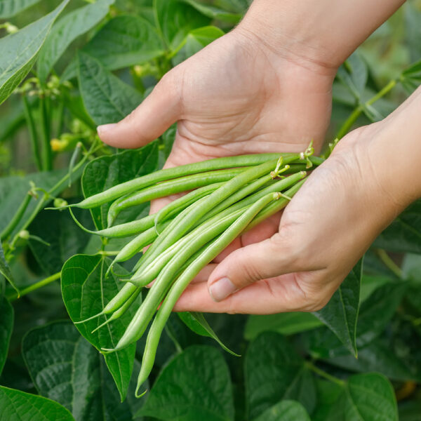 Farmer,Hands,Holding,Heap,Of,Picked,Green,Beans,With,Vegetable