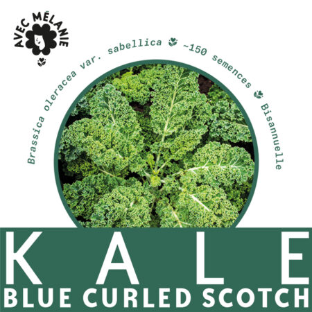 kale-blue-curled-scotch-terre-promise-avec-melanie-semences