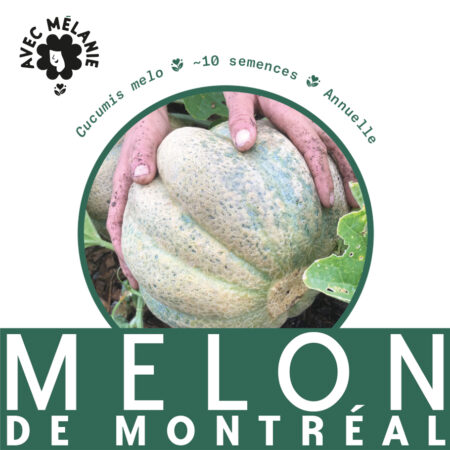 melon-de-montreal-terre-promise-avec-melanie-semences