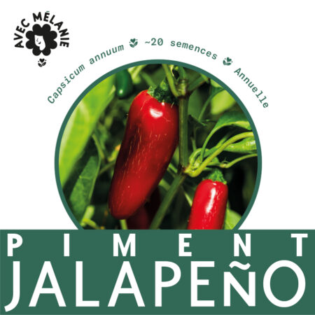 piment-jalapeno-terre-promise-avec-melanie-semences