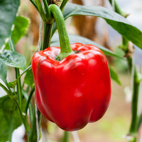 Red,Bell,Peppers,Hanging,On,Tree,In,Farm