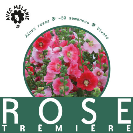 rose-thermiere-terre-promise-avec-melanie-semences