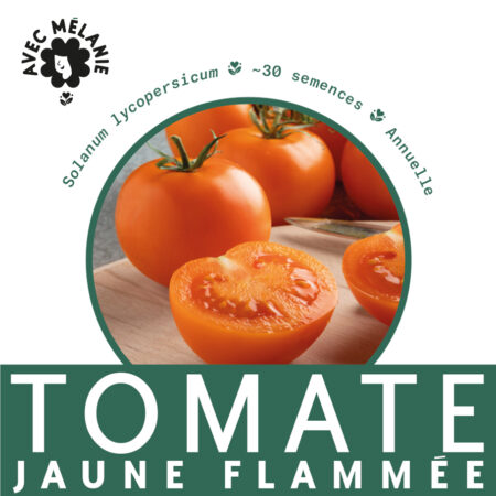 tomate-jaune-flammee-terre-promise-avec-melanie-semences