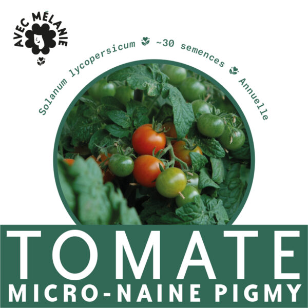 tomate-micro-naine-pigmy-terre-promise-avec-melanie-semences