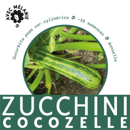 zucchini-cocozelle-terre-promise-avec-melanie-semences