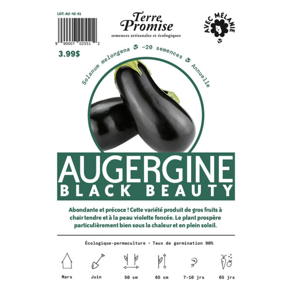 Aubergine-Black-Beauty-semence