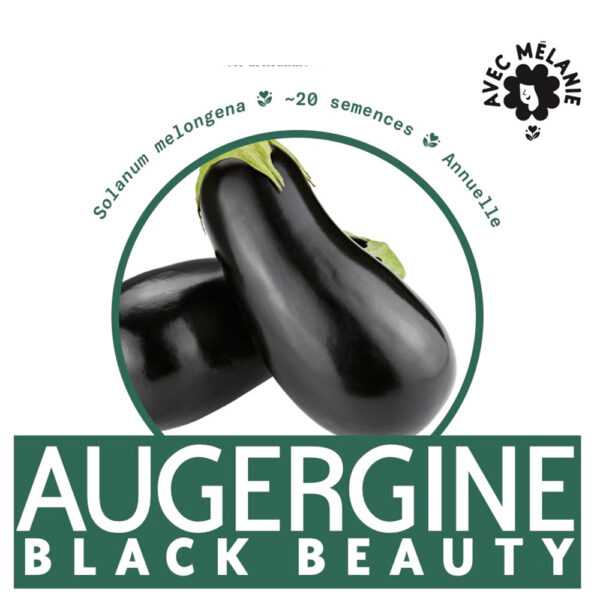 Aubergine-Black-Beauty-semence-close-up