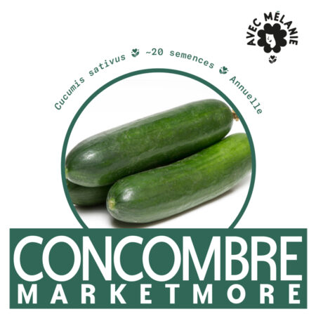 CONCOMBRE-MARKETMORE-semence-close-up