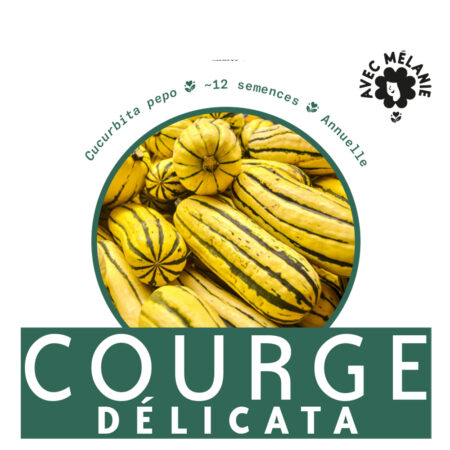 COURGE-DELICATA-semence-close-up