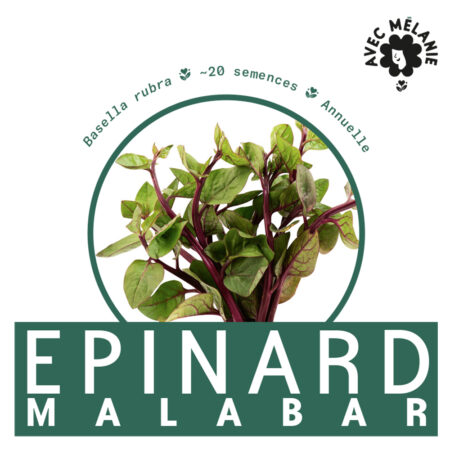 EPINARD-DE-MALABAR-semence-close-up