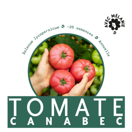 TOMATE-CANABEC-semence-close-up