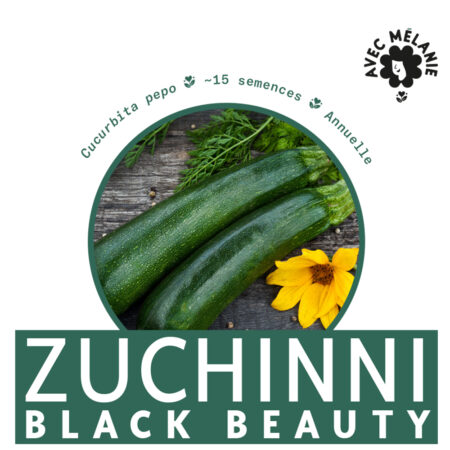 ZUCHINNI-BLACK-BEAUTY-semence-close-up