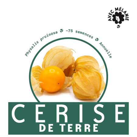 cerise-de-terre-semence-close-up
